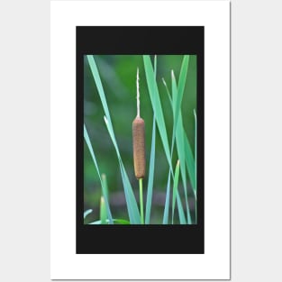 A Lone Cattail Posters and Art